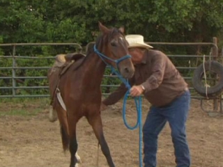 Wild Horse Wild Ride Untrainable Mustang