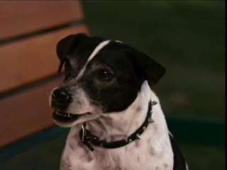 Vampire Dog