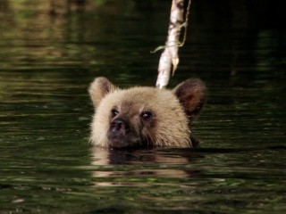 BEARS