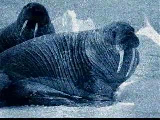 The Residents - The Walrus Hunt