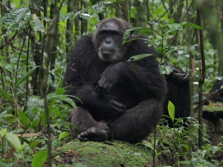 Chimpanzee German Trailer 2 - Chimpanzee - Flixster Video