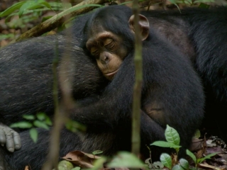 Chimpanzee German Trailer 1 - Chimpanzee - Flixster Video
