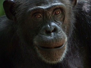 Chimpanzee Extended Family French - Chimpanzee - Flixster Video