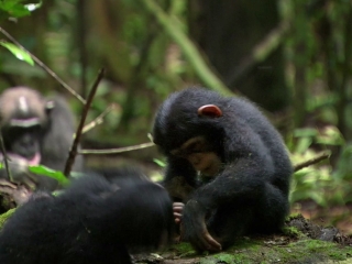 Chimpanzee Story French