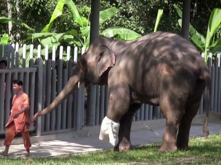 The Eyes Of Thailand