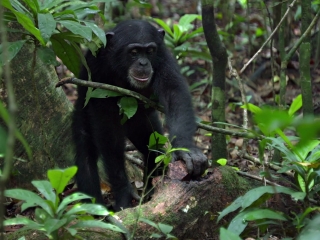 Chimpanzee Power Tools French - Chimpanzee - Flixster Video