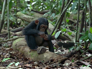 Chimpanzee A Lucky Break French - Chimpanzee - Flixster Video