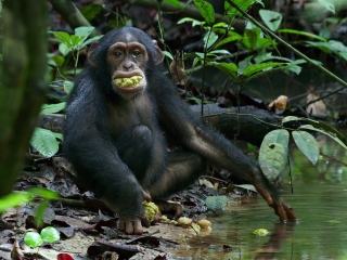 Chimpanzee Savor The Flavor French - Chimpanzee - Flixster Video
