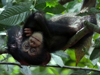 Chimpanzee Swingin French - Chimpanzee - Flixster Video