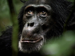 CHIMPANZEE: PRESERVATION OF CHIMPANZEES (FRENCH)
