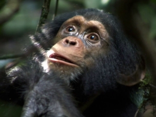 CHIMPANZEE: MAKING OF FEATURETTE (FRENCH SUBTITLED)