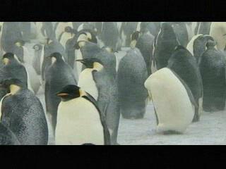 Farce Of The Penguins