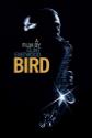 Bird poster
