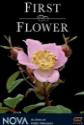 Nova: First Flower