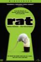Rat Photo and Poster