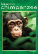 Chimpanzee