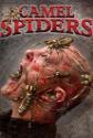 Camel Spiders