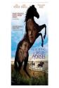 Touching Wild Horses