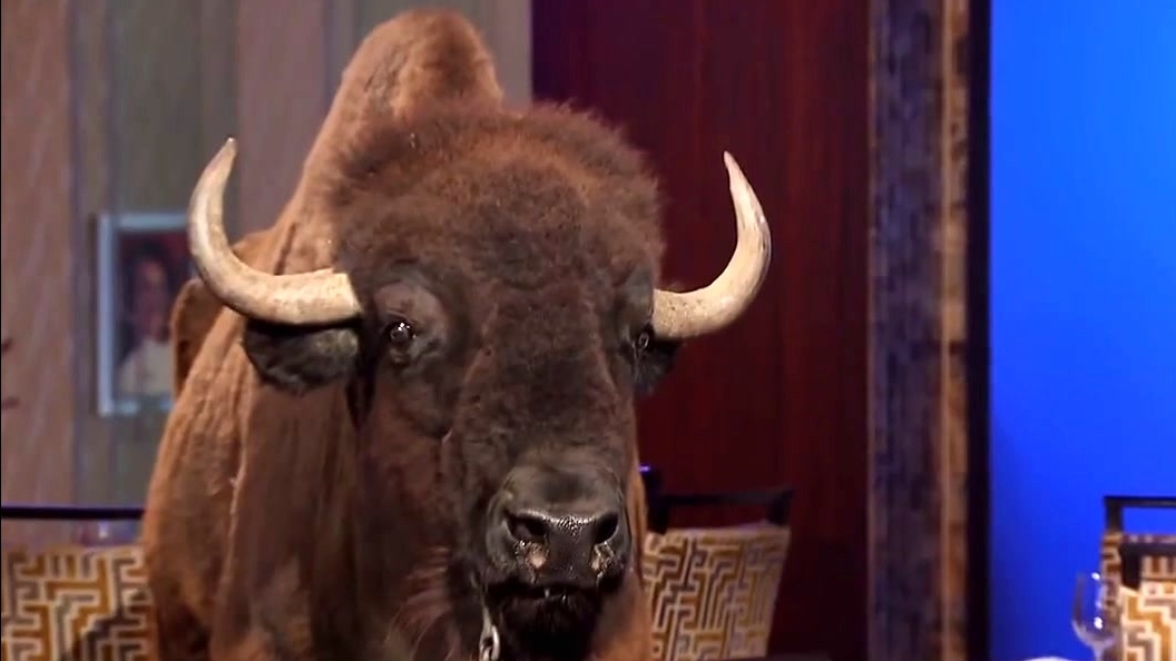Hell's Kitchen: The Day The Bison Peed On Chef Ramsay
