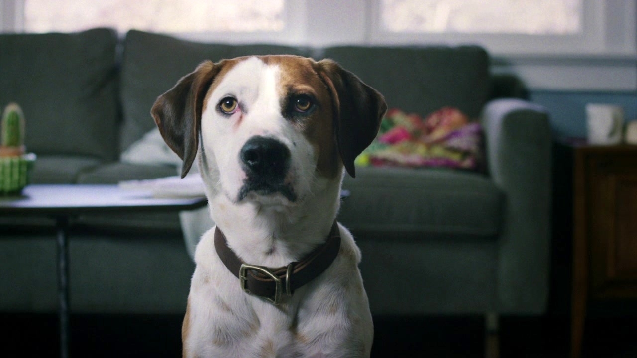 Downward Dog: Series Trailer