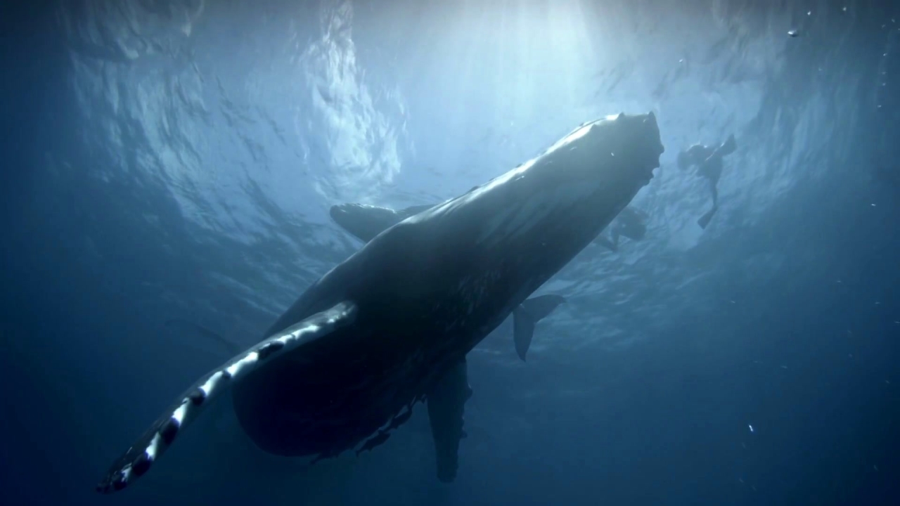 Humpback Whales: Curious Calves