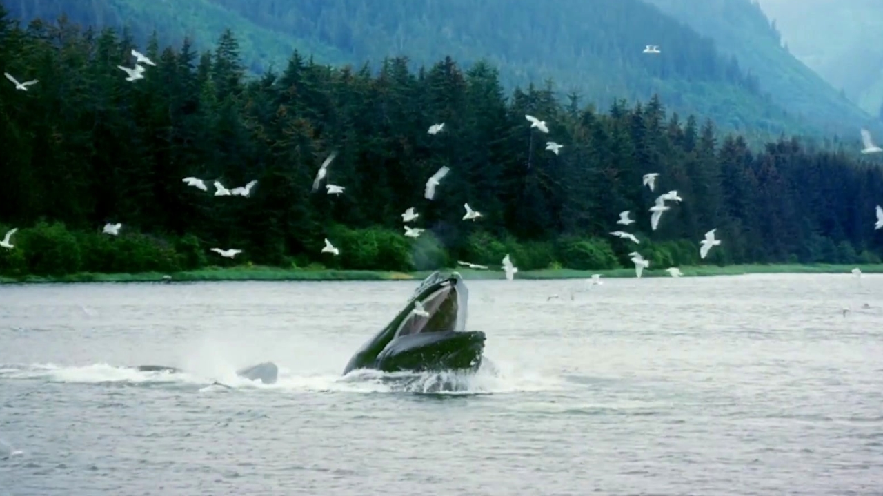 Humpback Whales: The Mouth Of A Humpback Whale