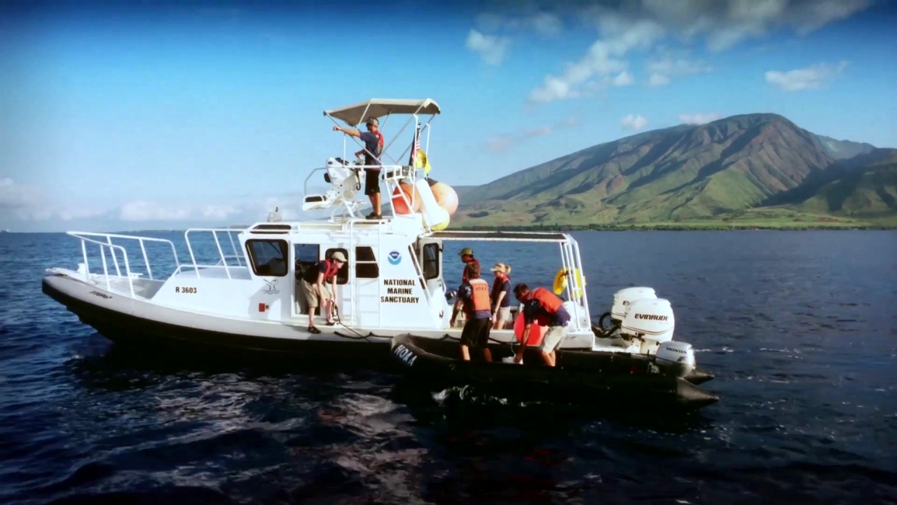 Humpback Whales: Setting Free