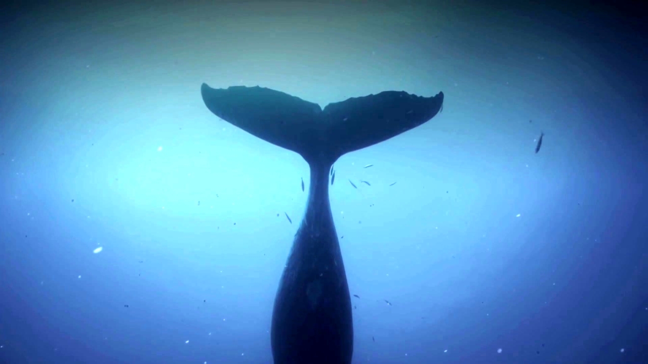 Humpback Whales: Humpback Songs