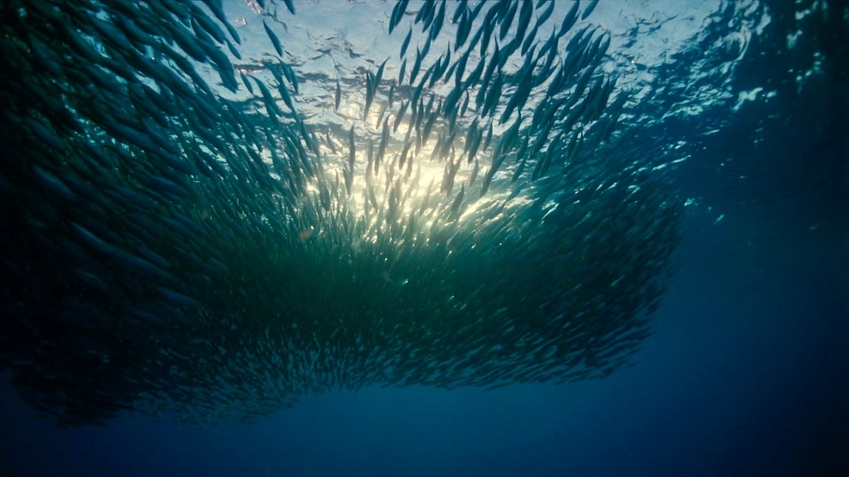Voyage Of Time: The IMAX Experience: Bound Together