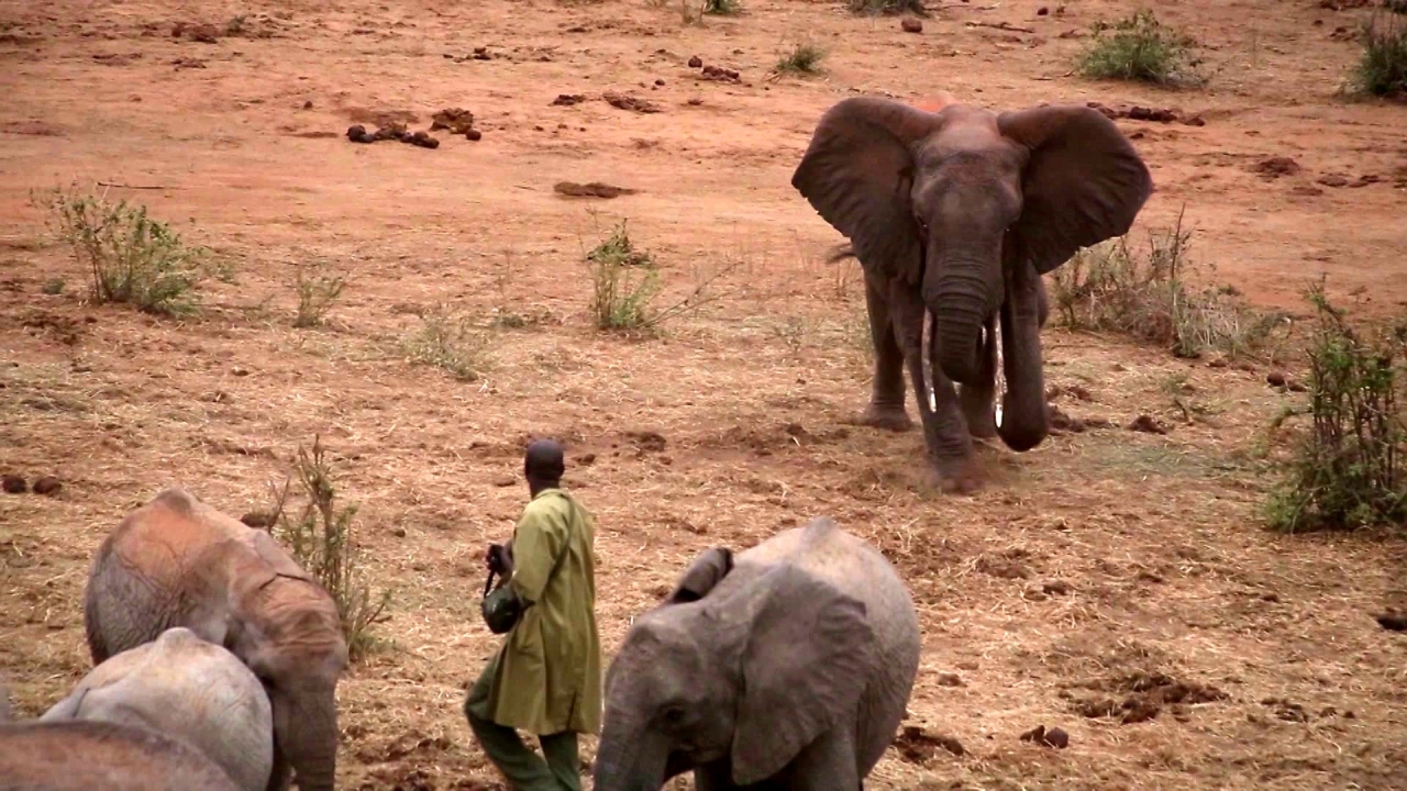 Ivory. A Crime Story