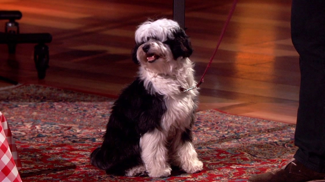 Shark Tank: Petplate