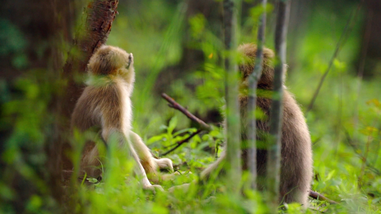 Born In China: Monkey-ing Around