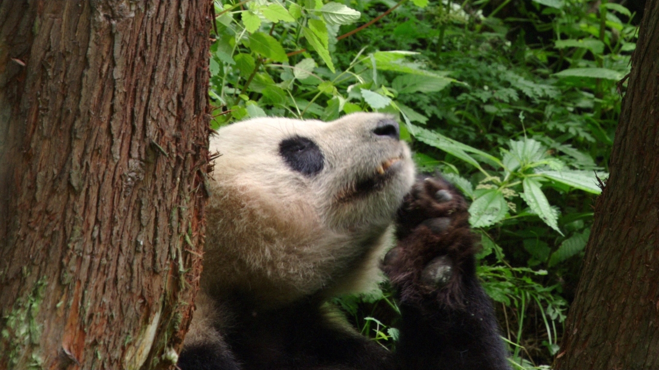 Born In China: Meet Ya Ya