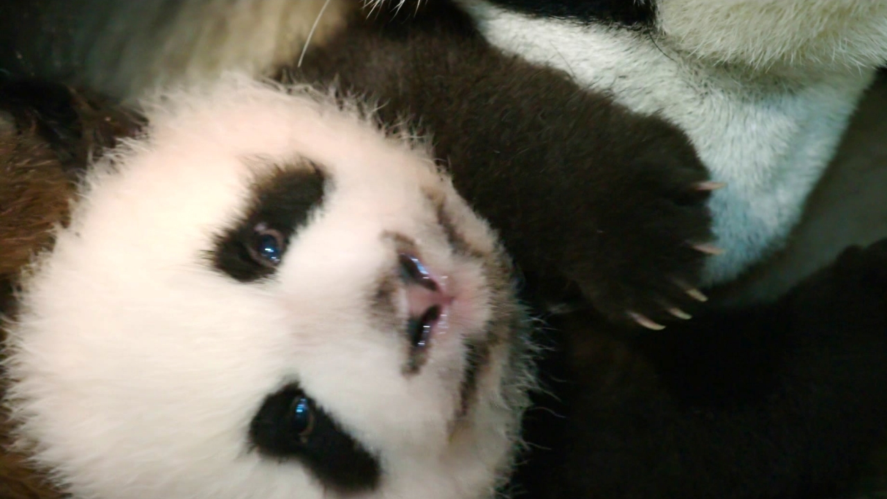 Born In China: Meet Ya Ya And Mei Mei