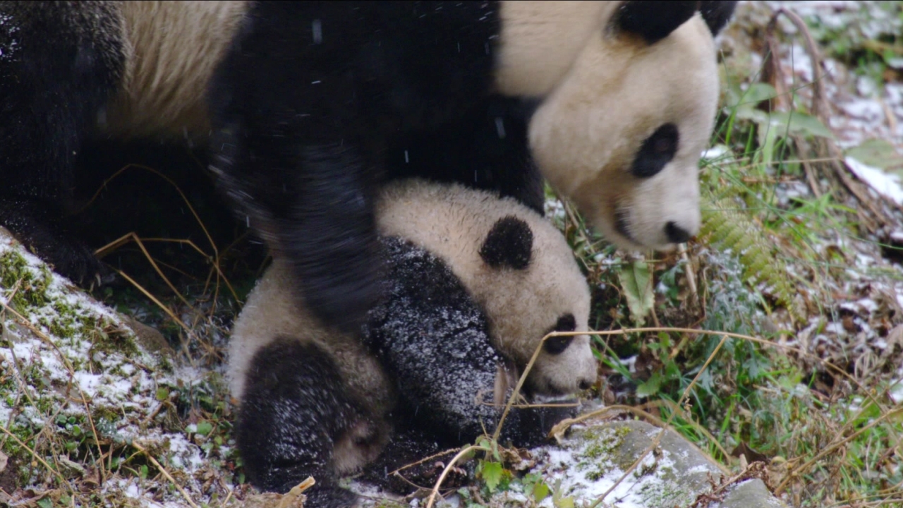 Born In China: Letting Go