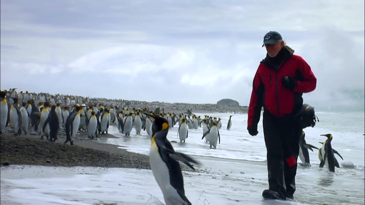 The Penguin Counters