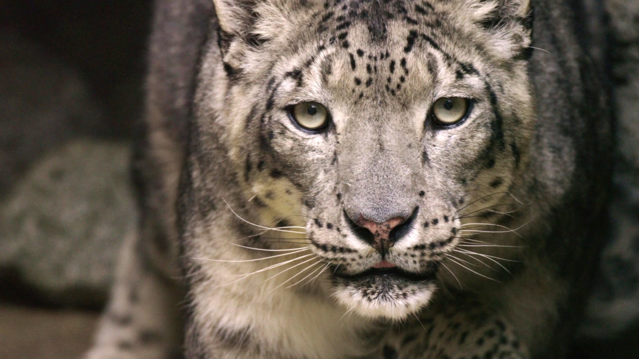 Born In China: Dawa And Cubs In Cave