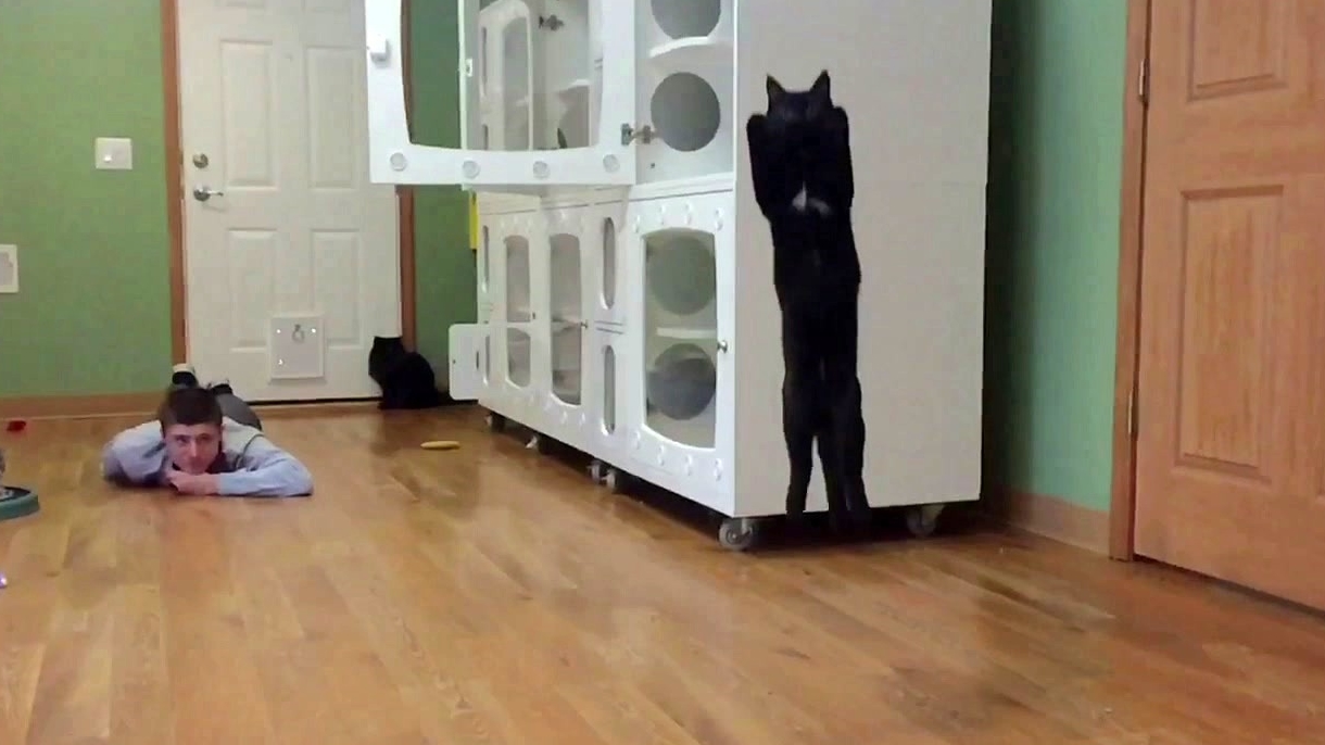 America's Funniest Home Videos: Cats In Slo-Mo