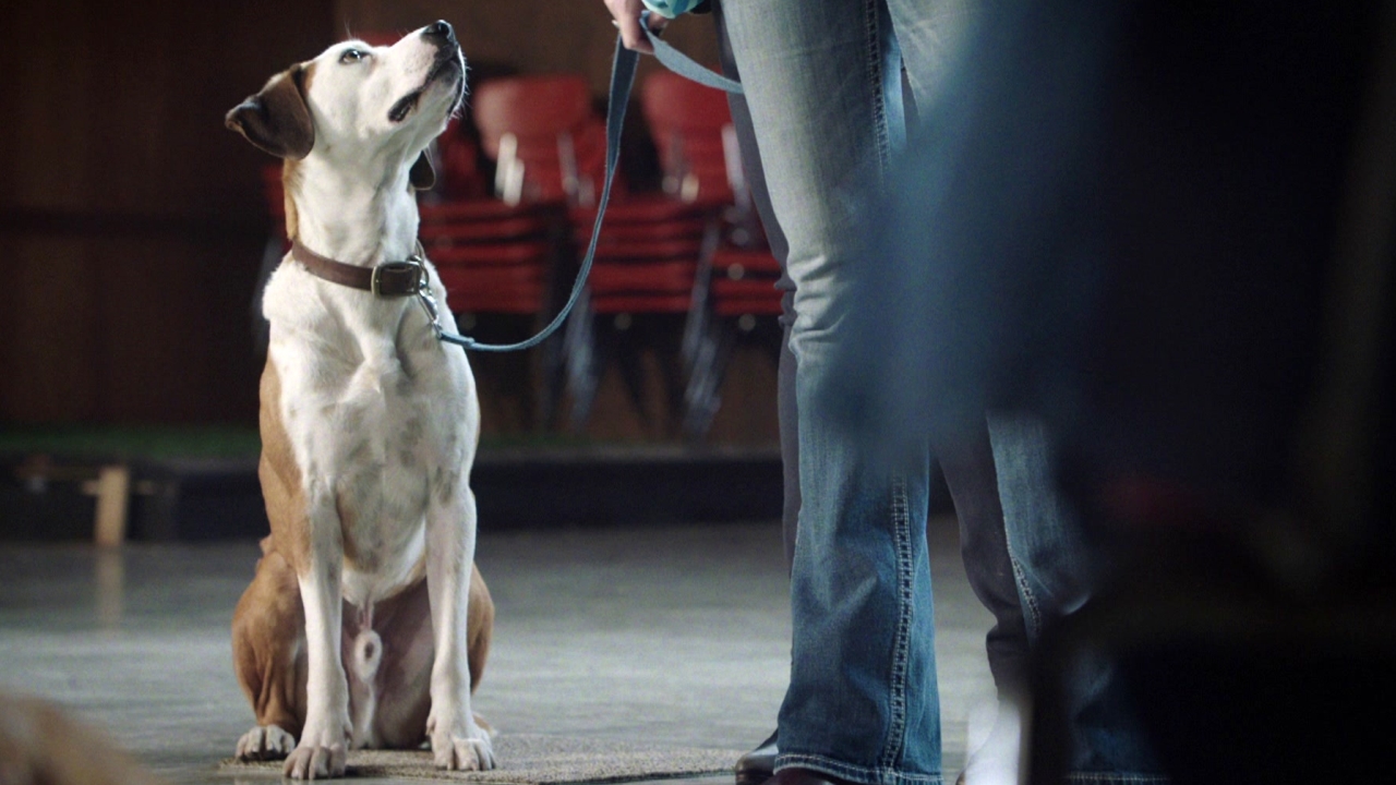 Downward Dog: Canine Academy