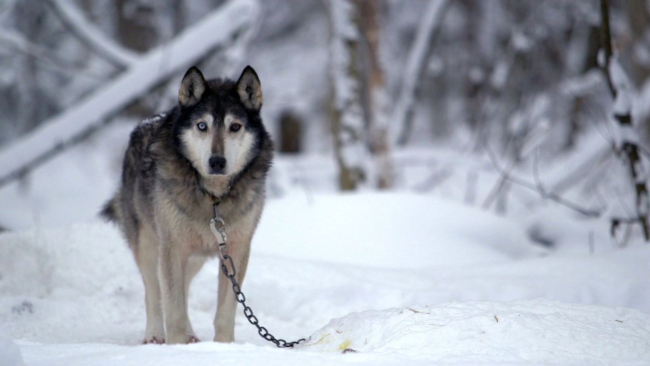 Sled Dogs