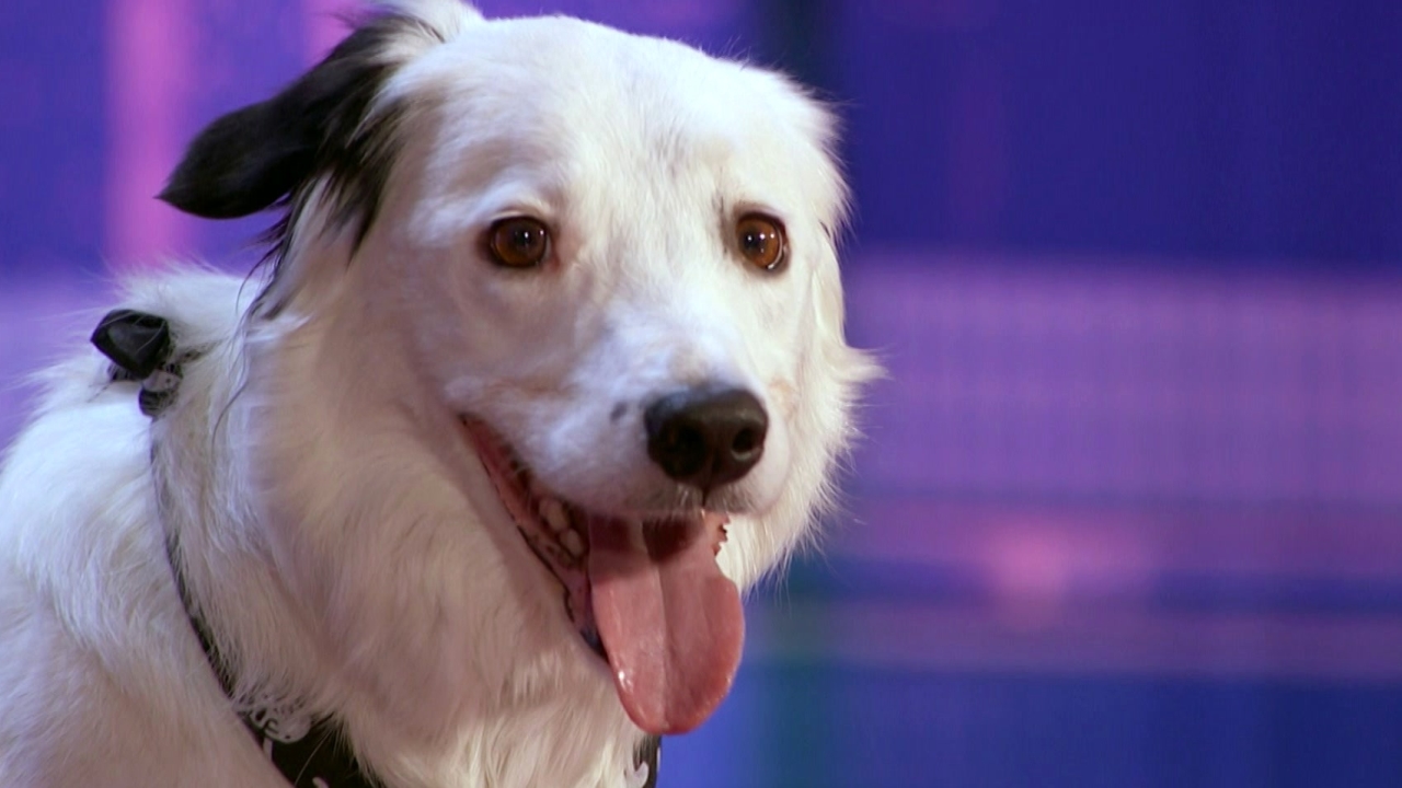 America's Got Talent: Sara & Hero