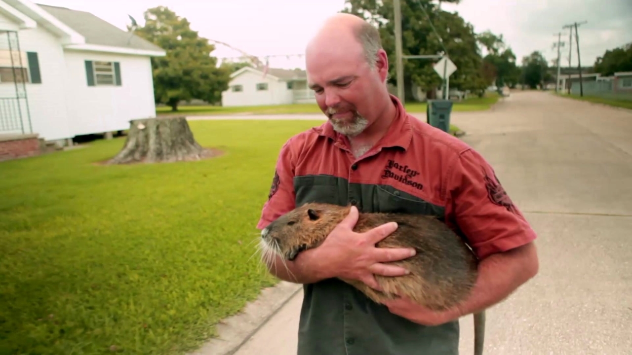 Rodents Of Unusual Size