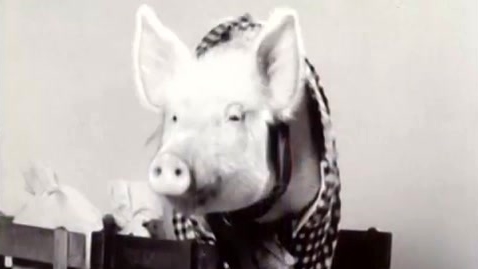 Green Acres: Arnold The Pig