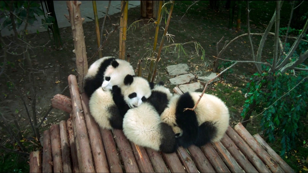 Pandas