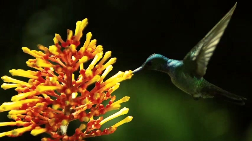 Wings Of Life