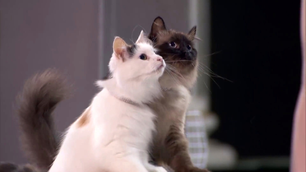 America's Got Talent: Savitsky Cats Jump Through Hoops