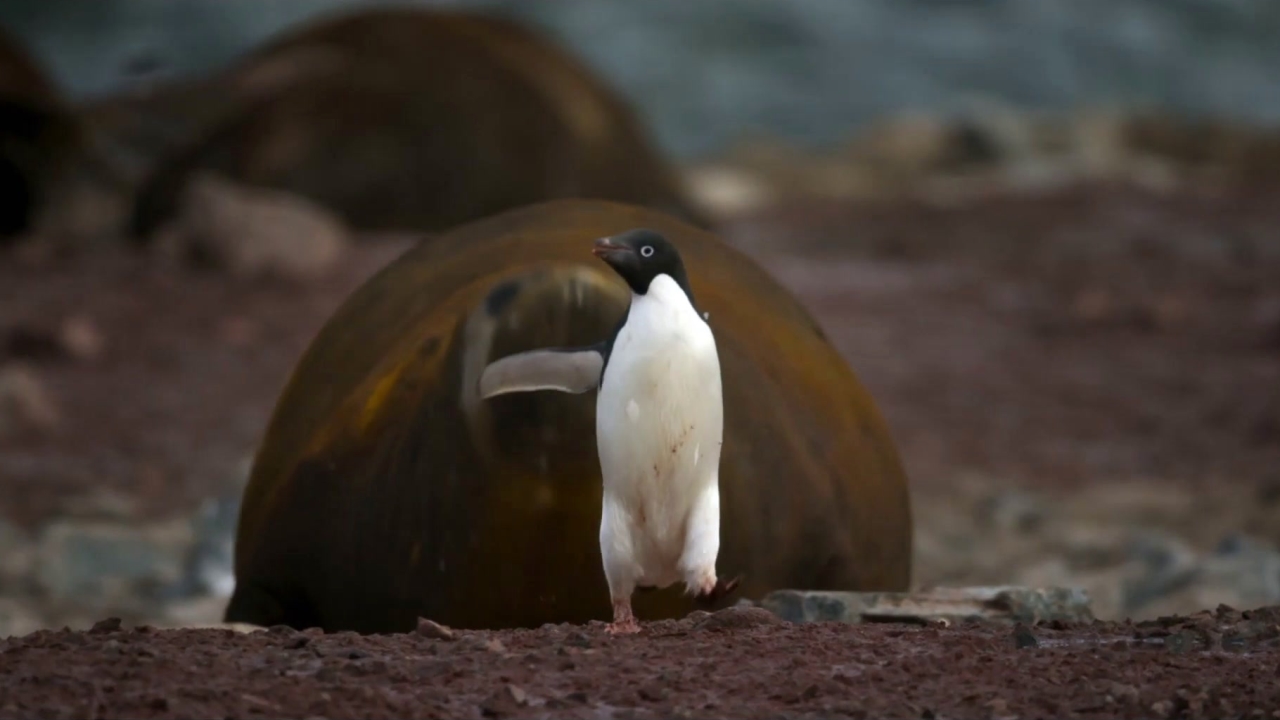 Penguins (Trailer 2)