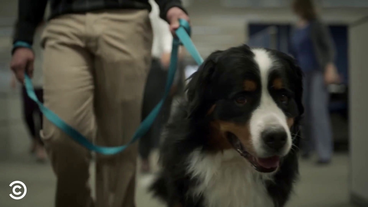 Corporate: Everyone Loses It When Someone Brings A Dog To Work