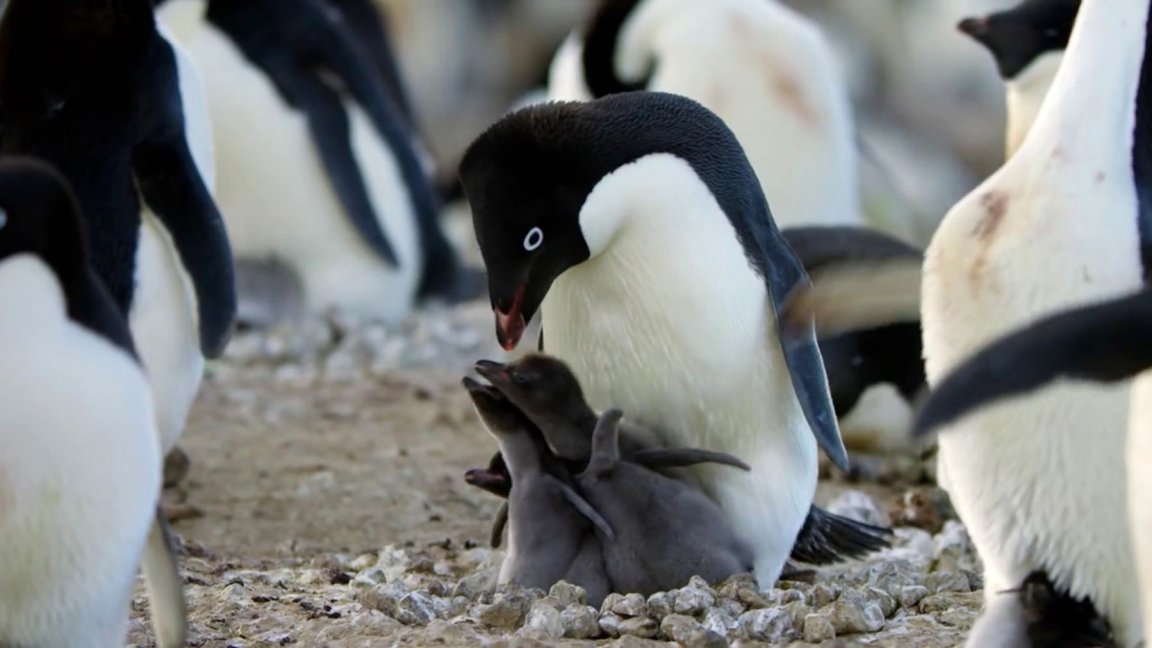 Penguins (Spot)