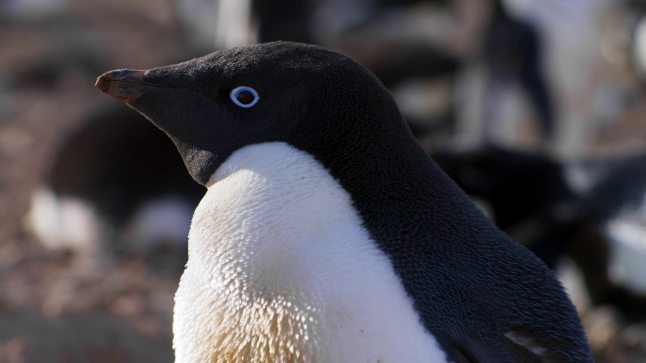Penguins: New Arrivals